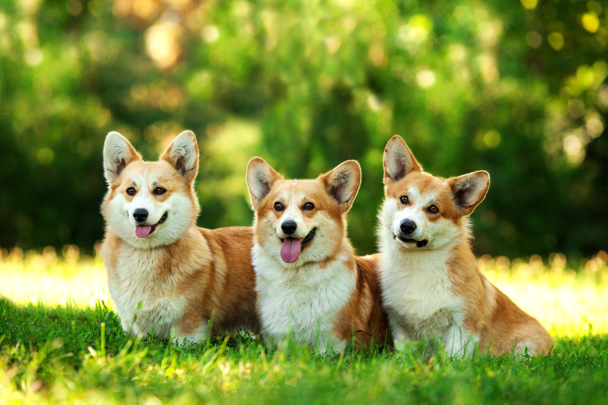 Três cachorros da raça Welsh Corgi