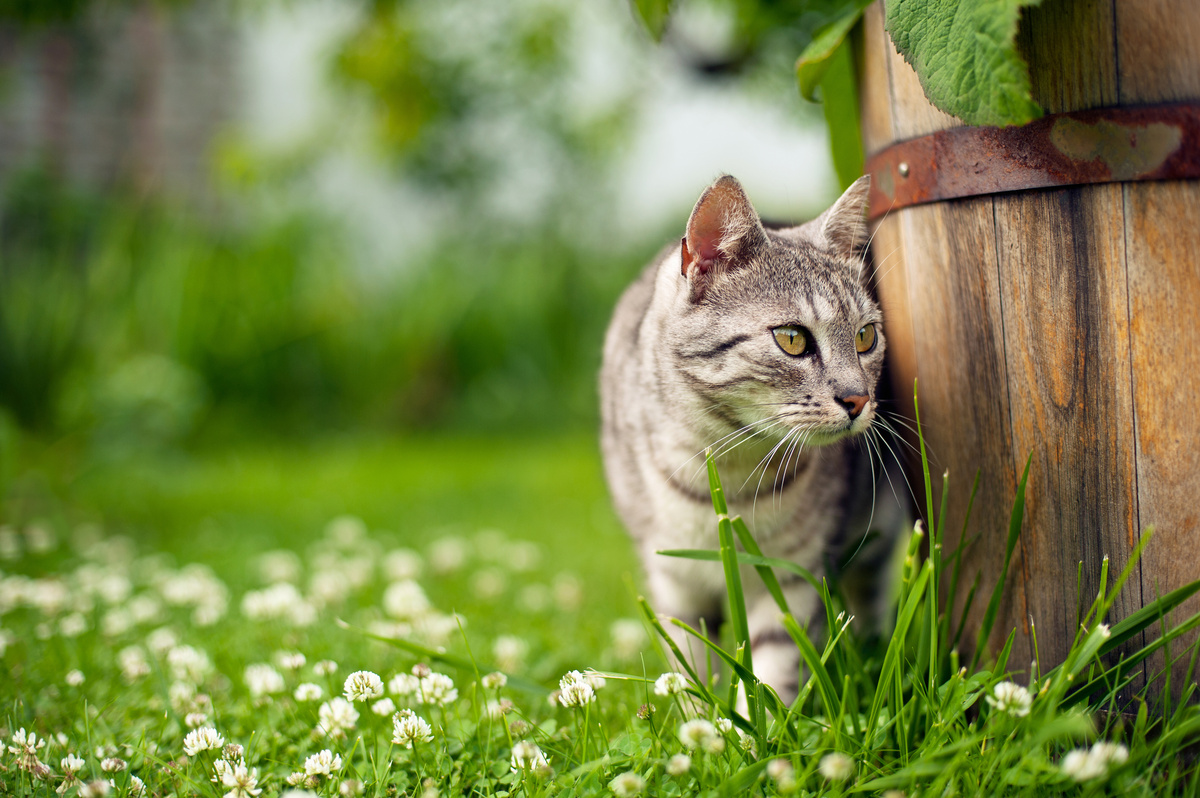 Gato no jardim atrás de um vaso