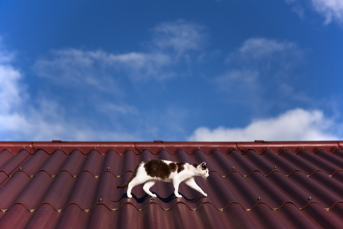 Gato andando no telhado