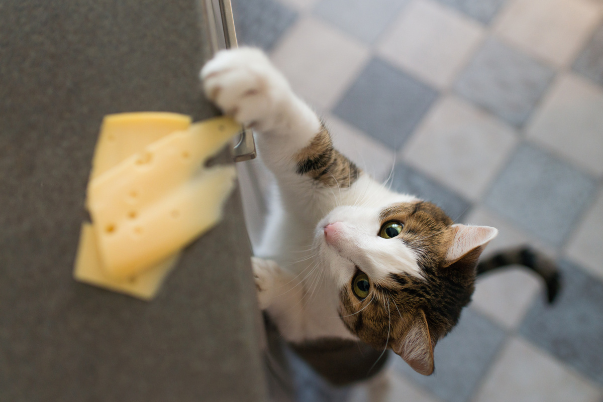 Gato tentando pegar um pedaço de queijo do balcão