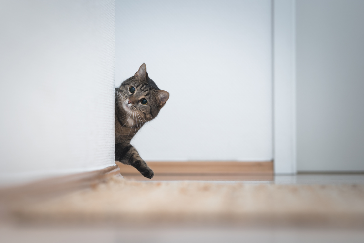 Gato espiando atrás de uma parede branca