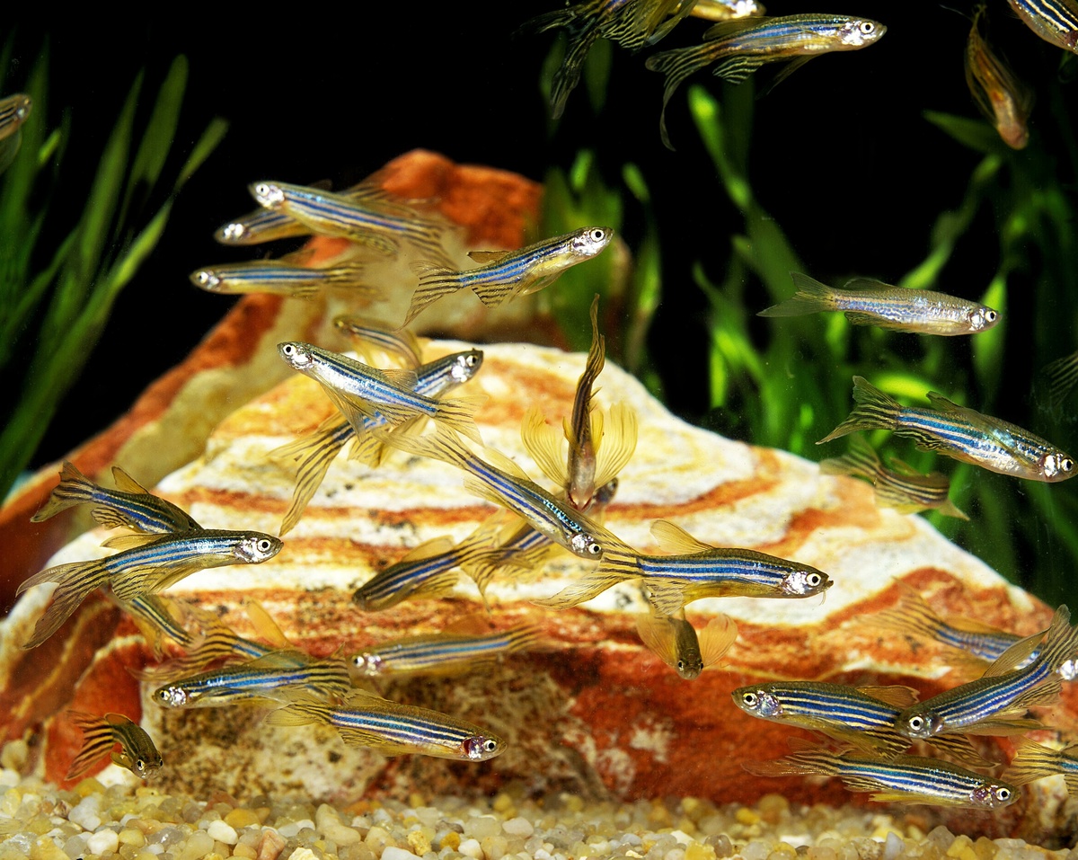 Vários Peixes Paulistinhas dentro de aquário.