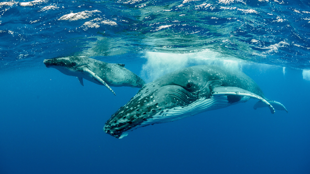 Duas baleias nadando