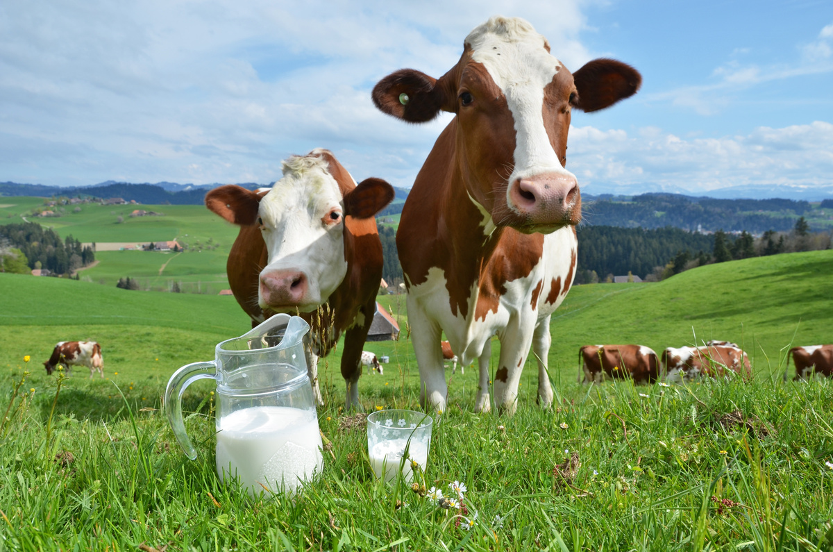 Propiedades de la leche de vaca