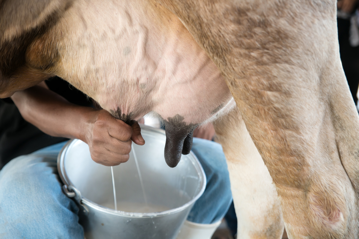 Homem retirando leite de vaca