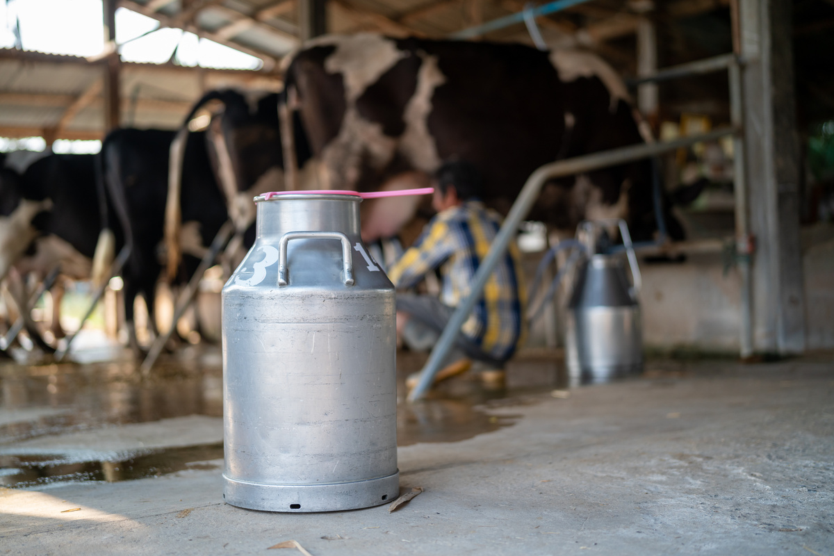 Tanque de leite com vacas ao fundo