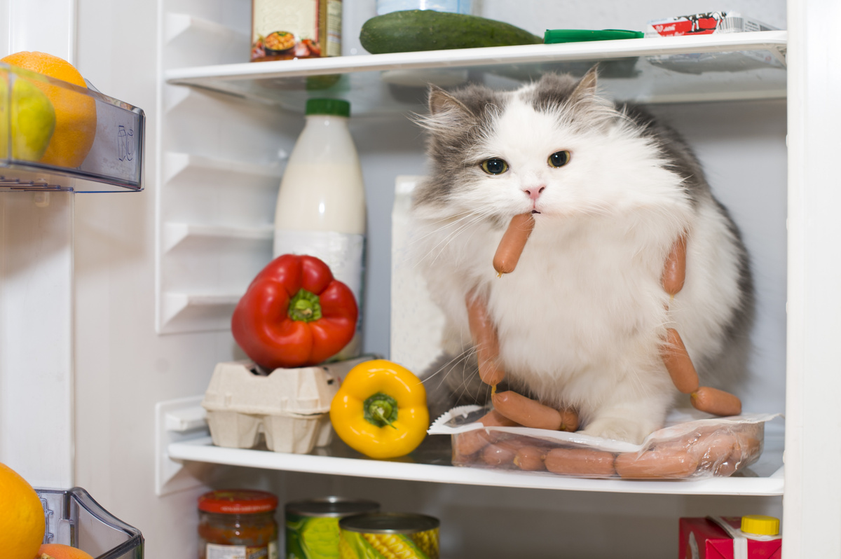 Gato roubando alimentação natural da geladeira