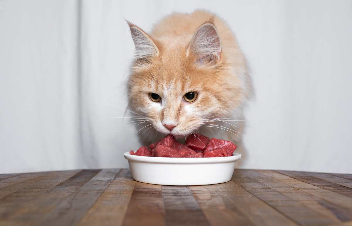 Gato comendo carne