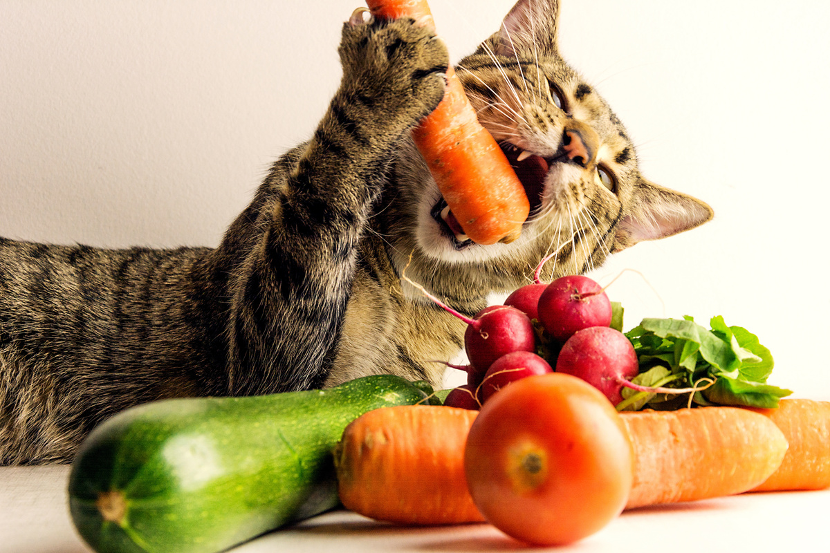 Gato comendo vegetais