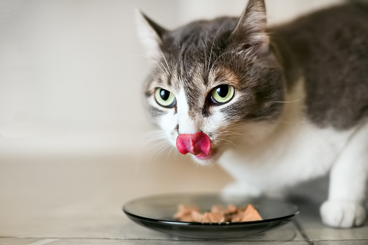 Gato comendo alimentação natural