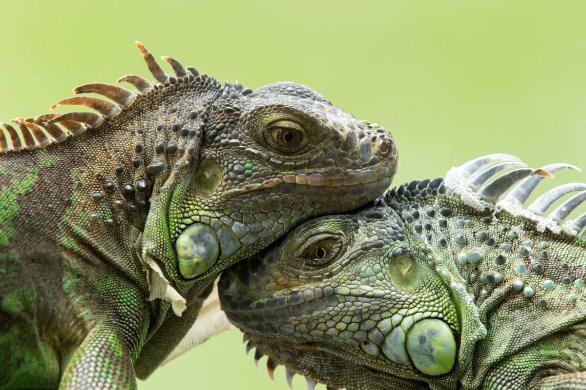 Duas iguanas