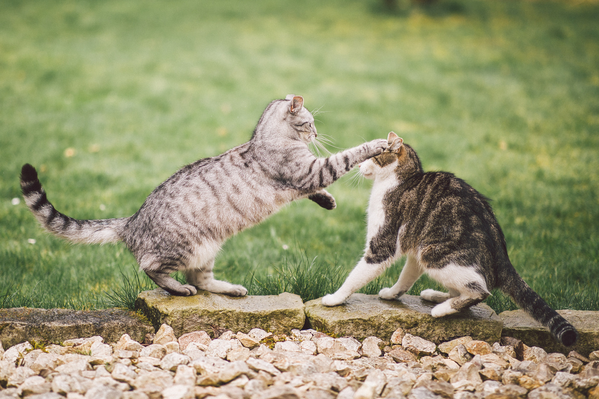 Dois gatos brigando