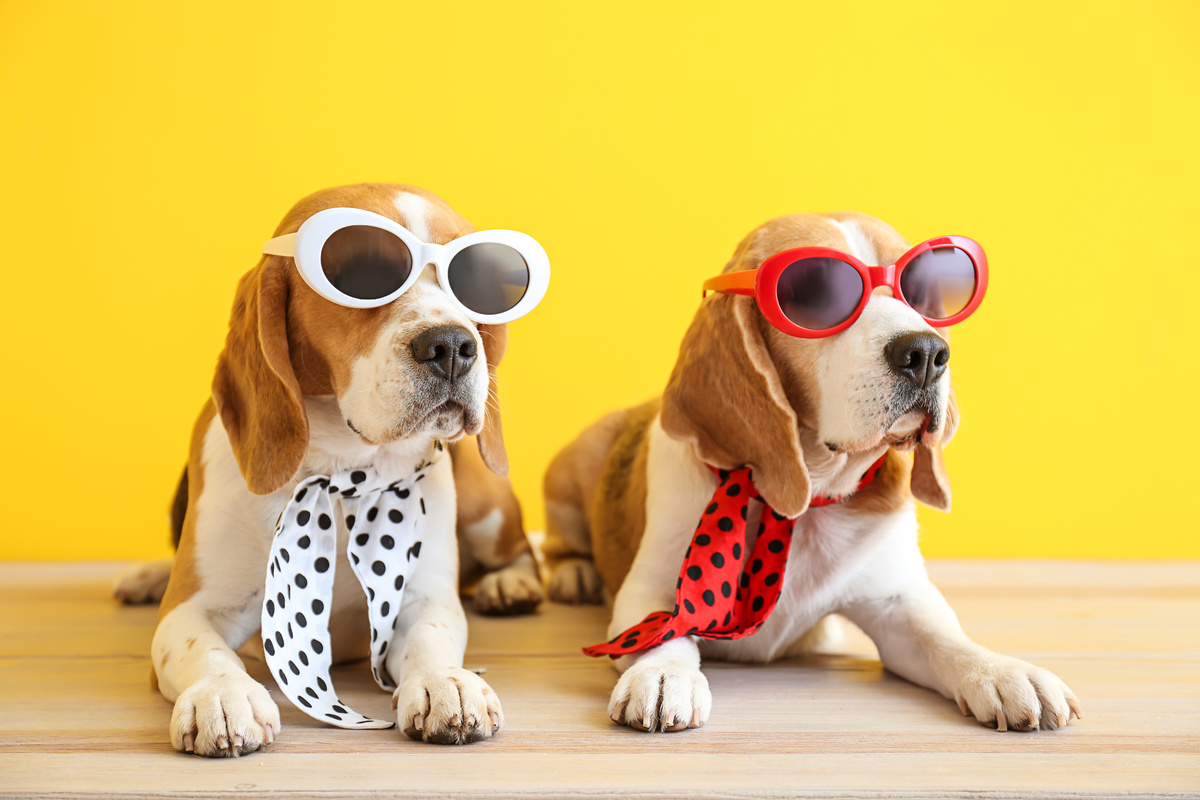 Dois cachorros usando lenço e óculos