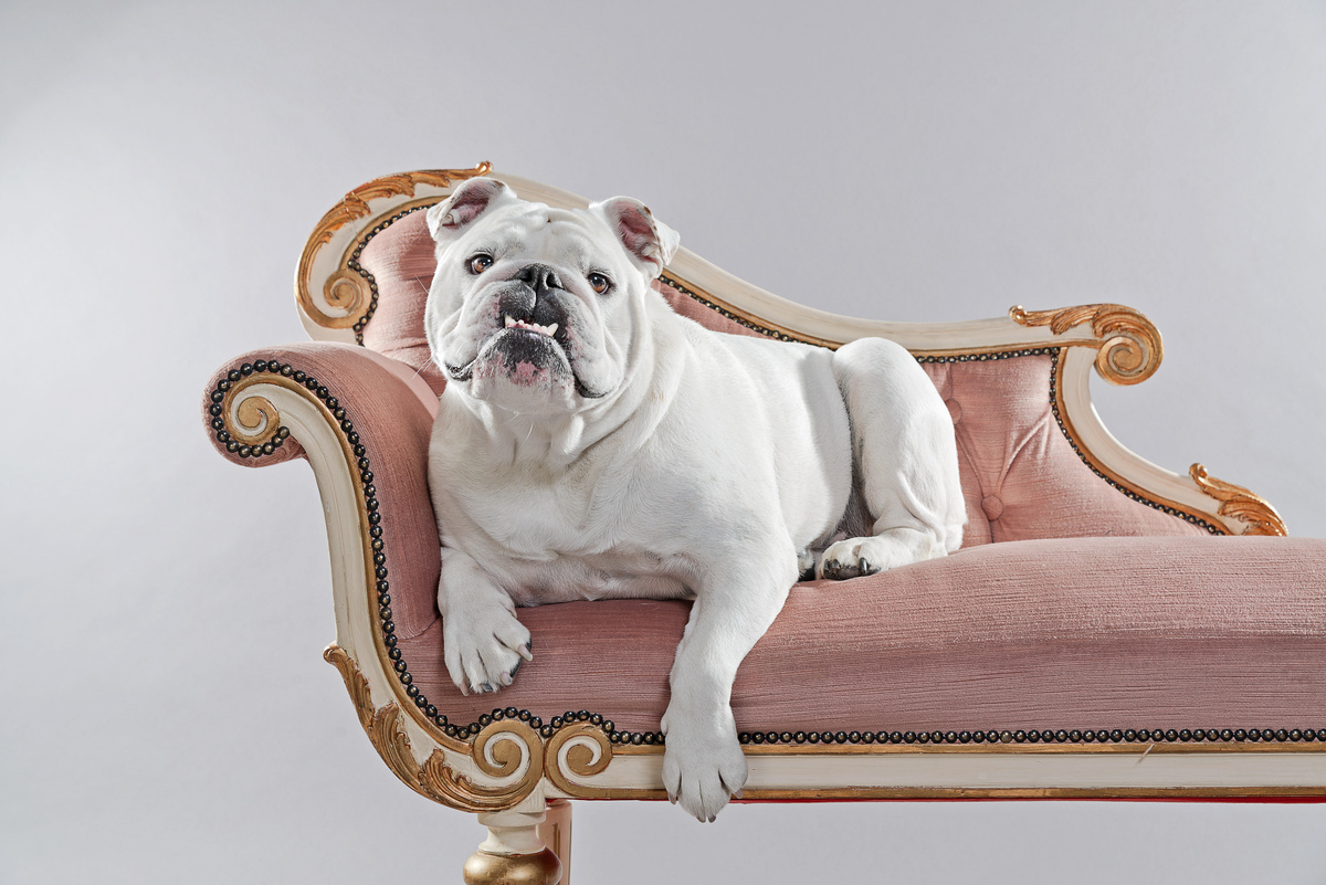 Bulldog deitado em um sofá