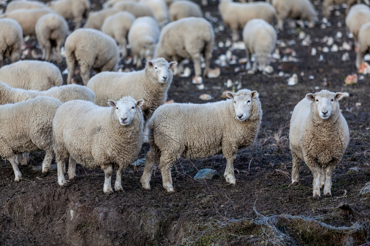 Várias ovelhas Corriedale