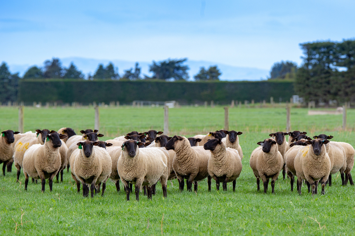 Várias ovelhas Suffolk