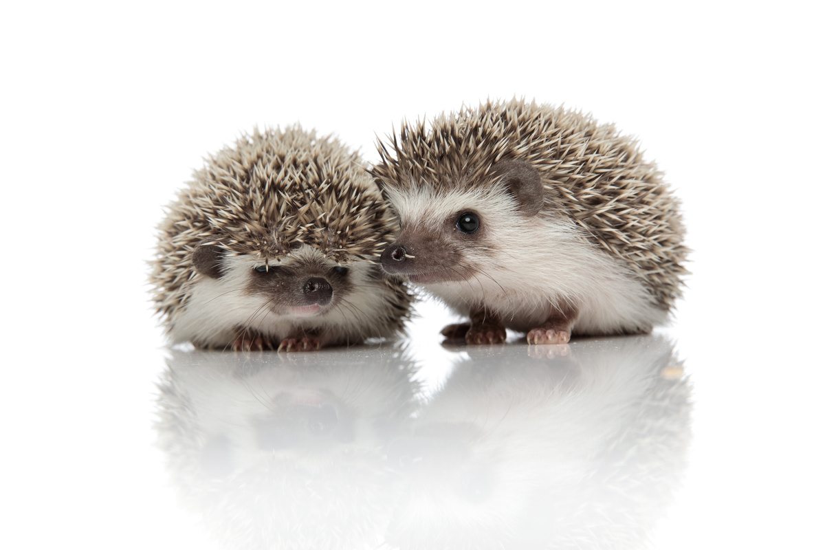 Dois ouriços Hedgehog juntos