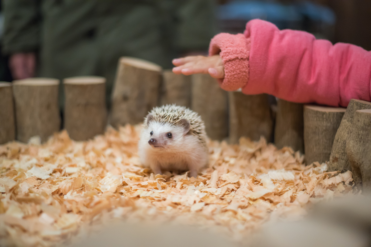 Hedgehog no seu habitat