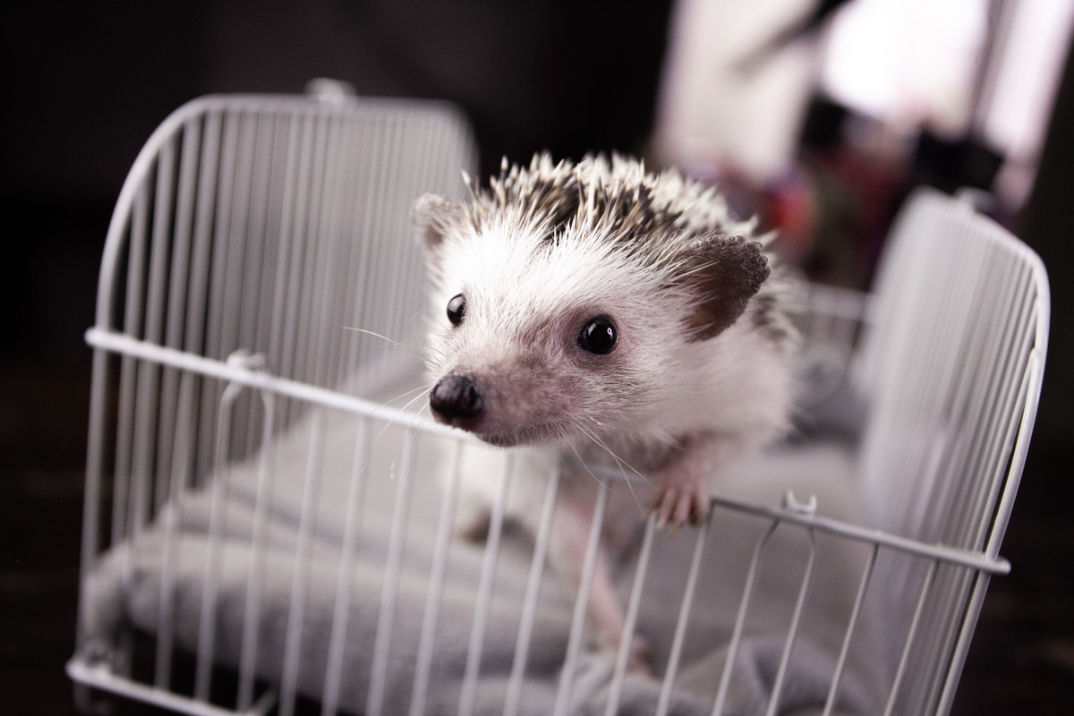 Hedgehog na gaiola