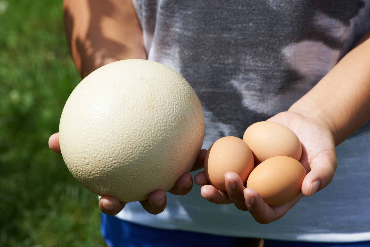Pessoa segurando um ovo de avestruz e ovos de galinha