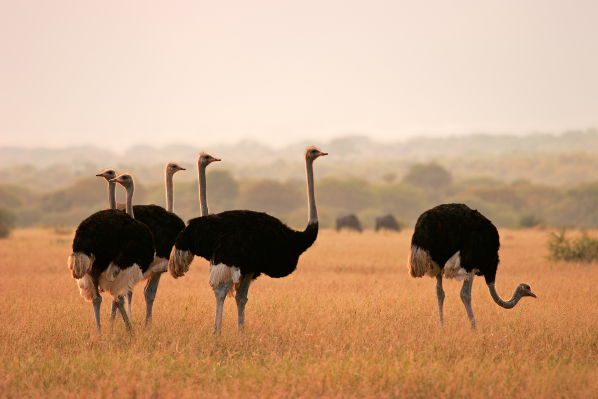 Grupo de 6 avestruz