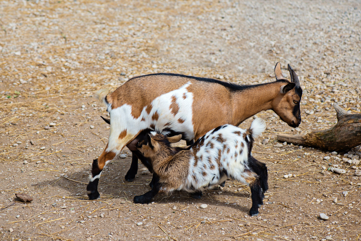 filhote de mini cabra com a mãe