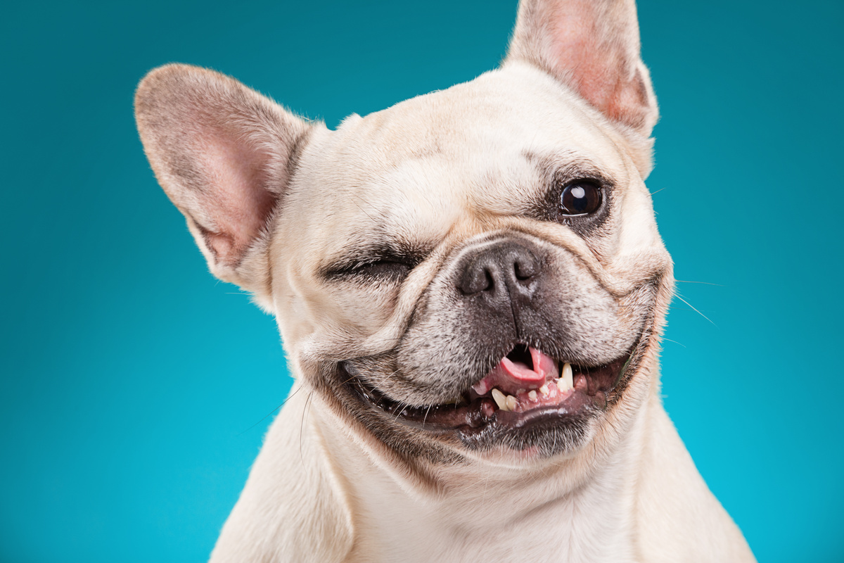Bulldog francês sorrindo