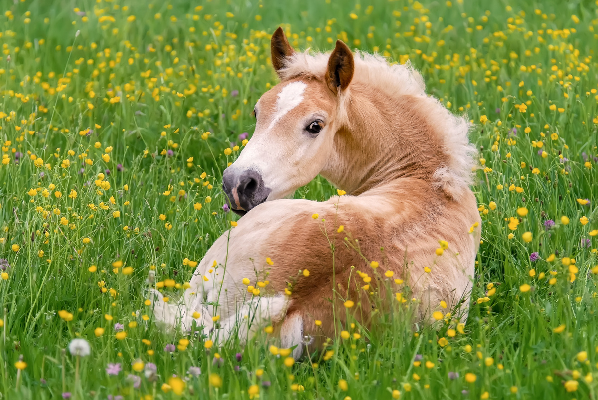 Cavalo bege deitado na grama