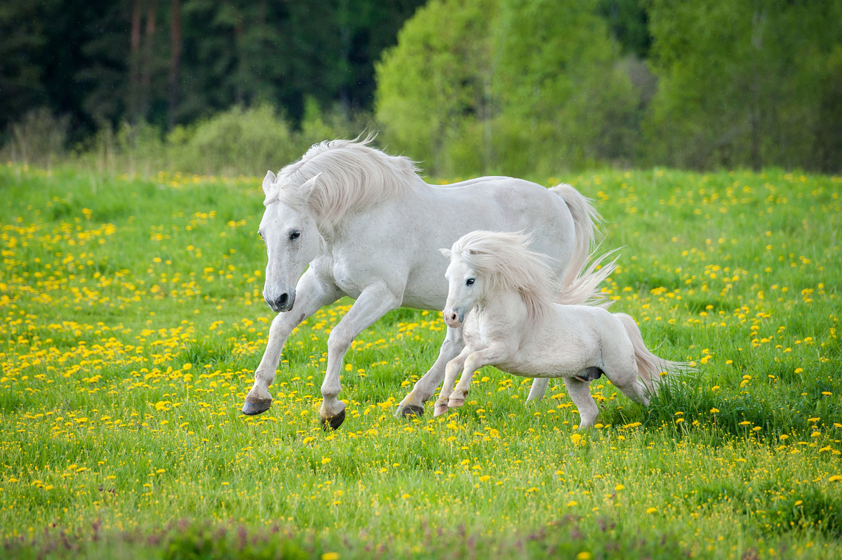 Cavalo branco adulto e filhote correndo na grama