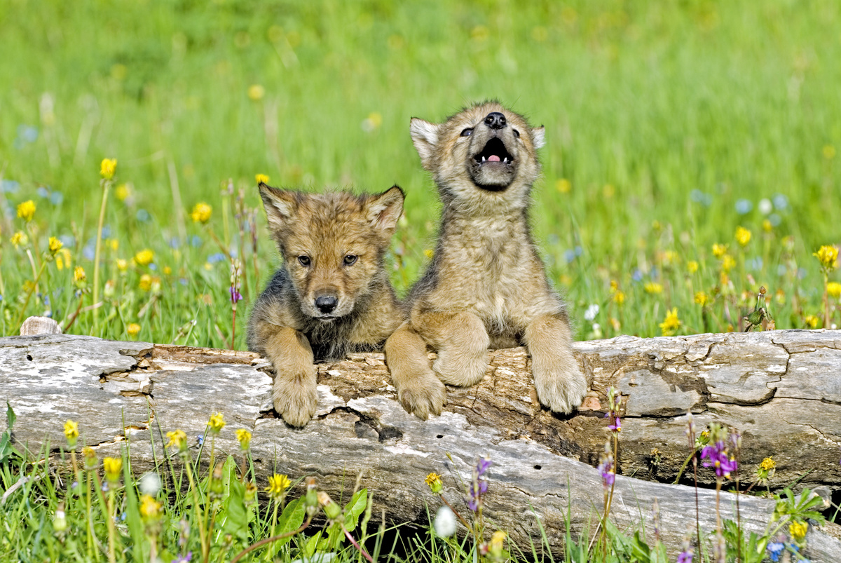 Dois filhotes de lobo atrás de um tronco