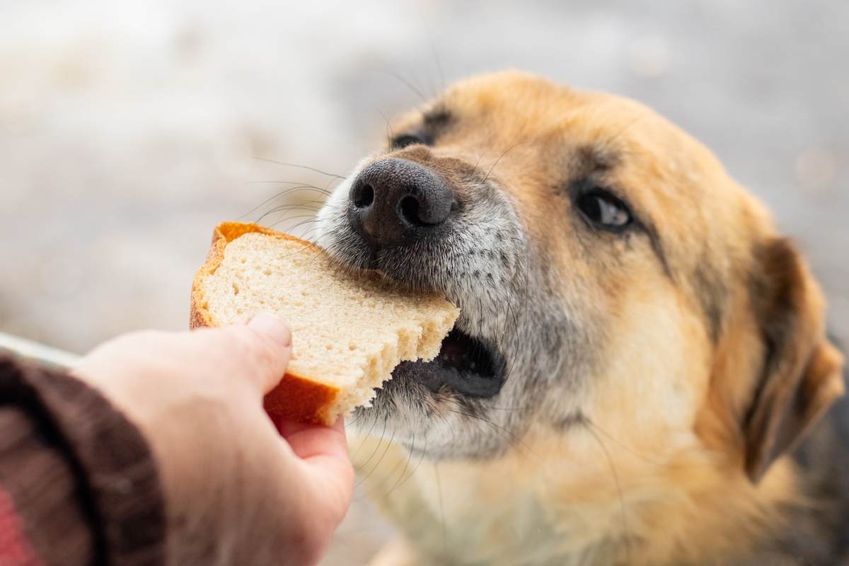 Cachorro ganhando pão
