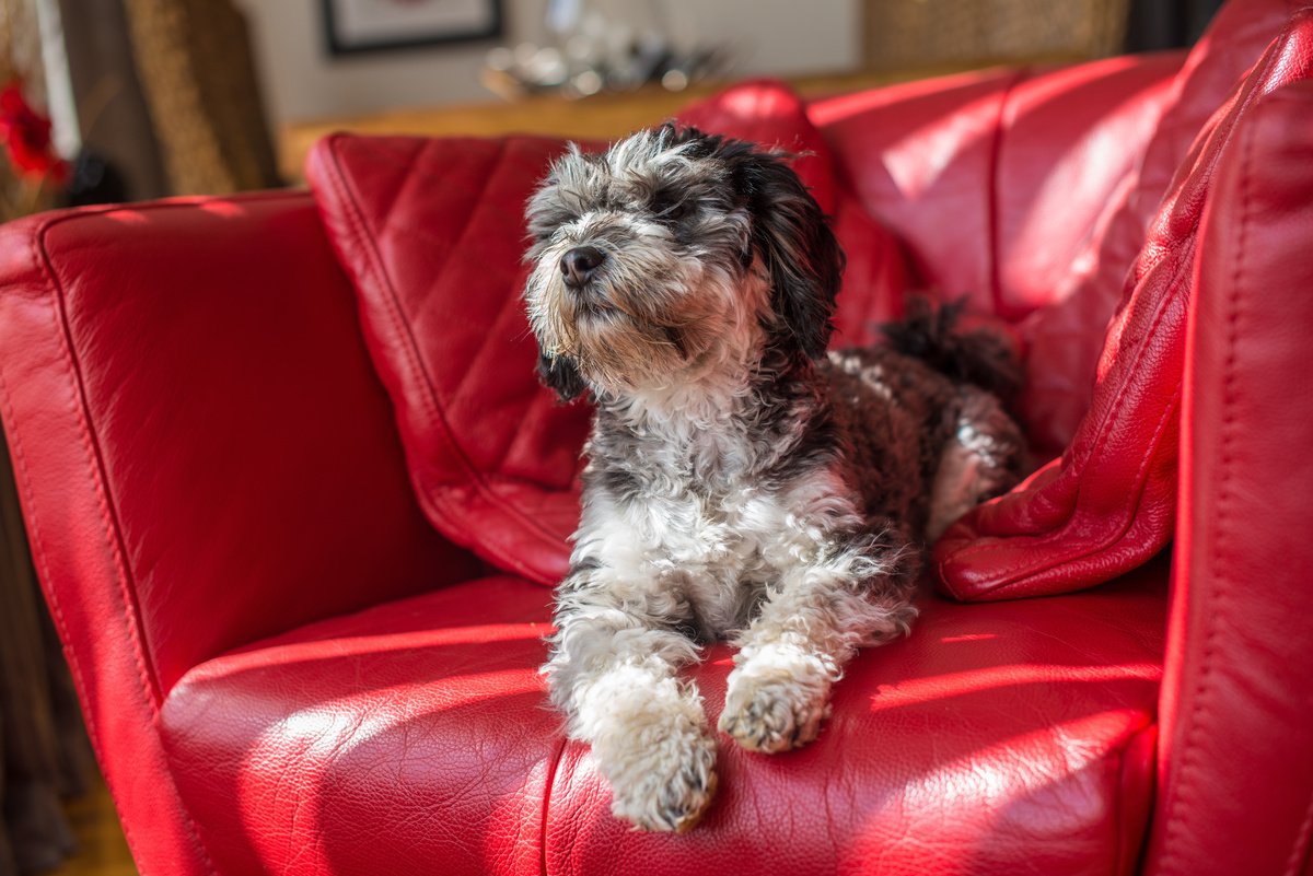 Cachorro da raça Shih-poo sentado em sofá vermelho