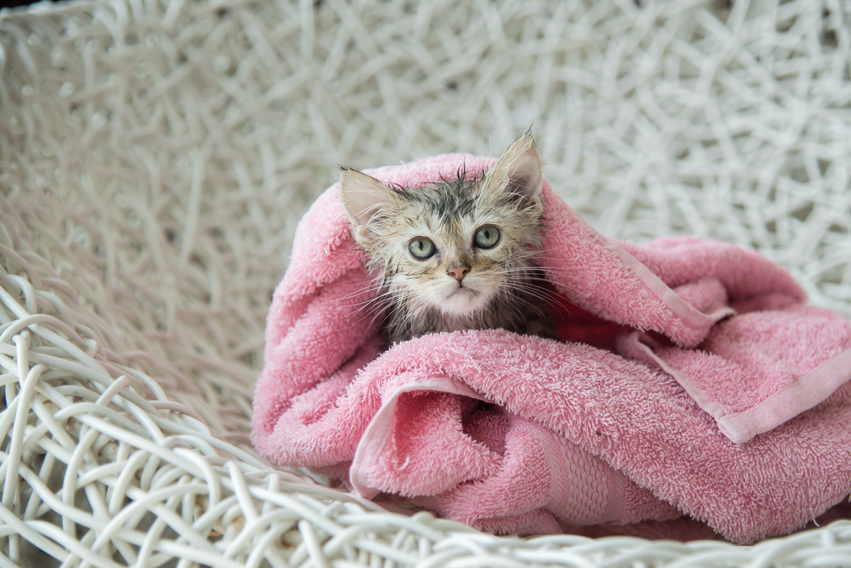 Gato filhote enrolado em uma toalha rosa