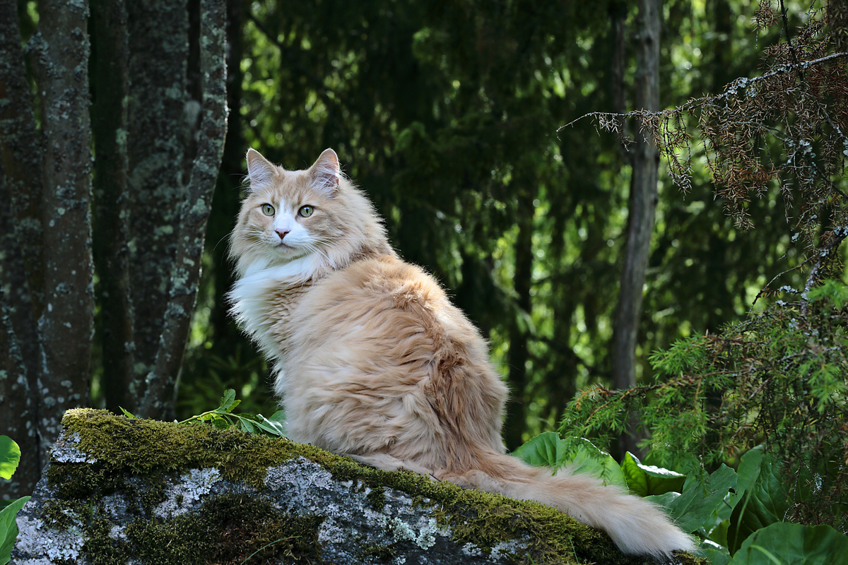 Gato norueguês da floresta sentado na floresta