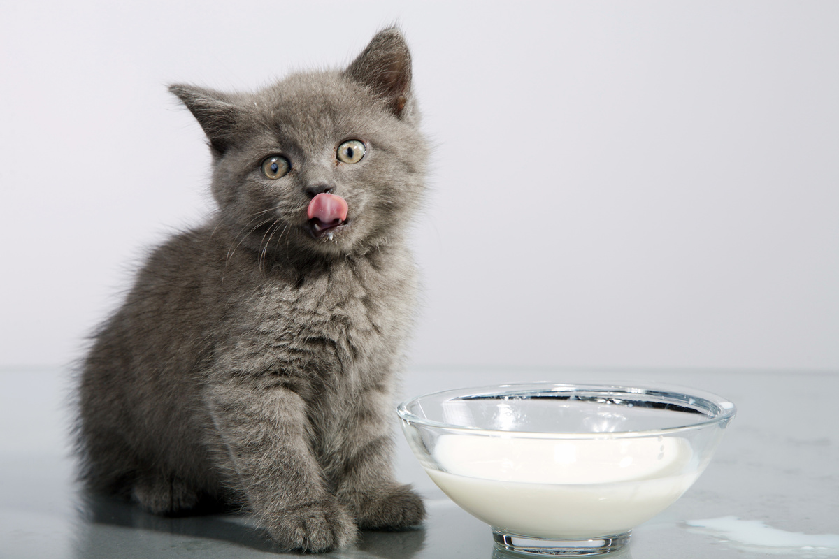 Gato filhote com tigela de leite ao lado