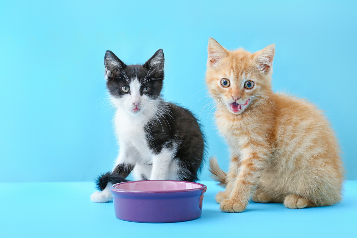 Dois gatinhos sentados com tigela de leite na frente