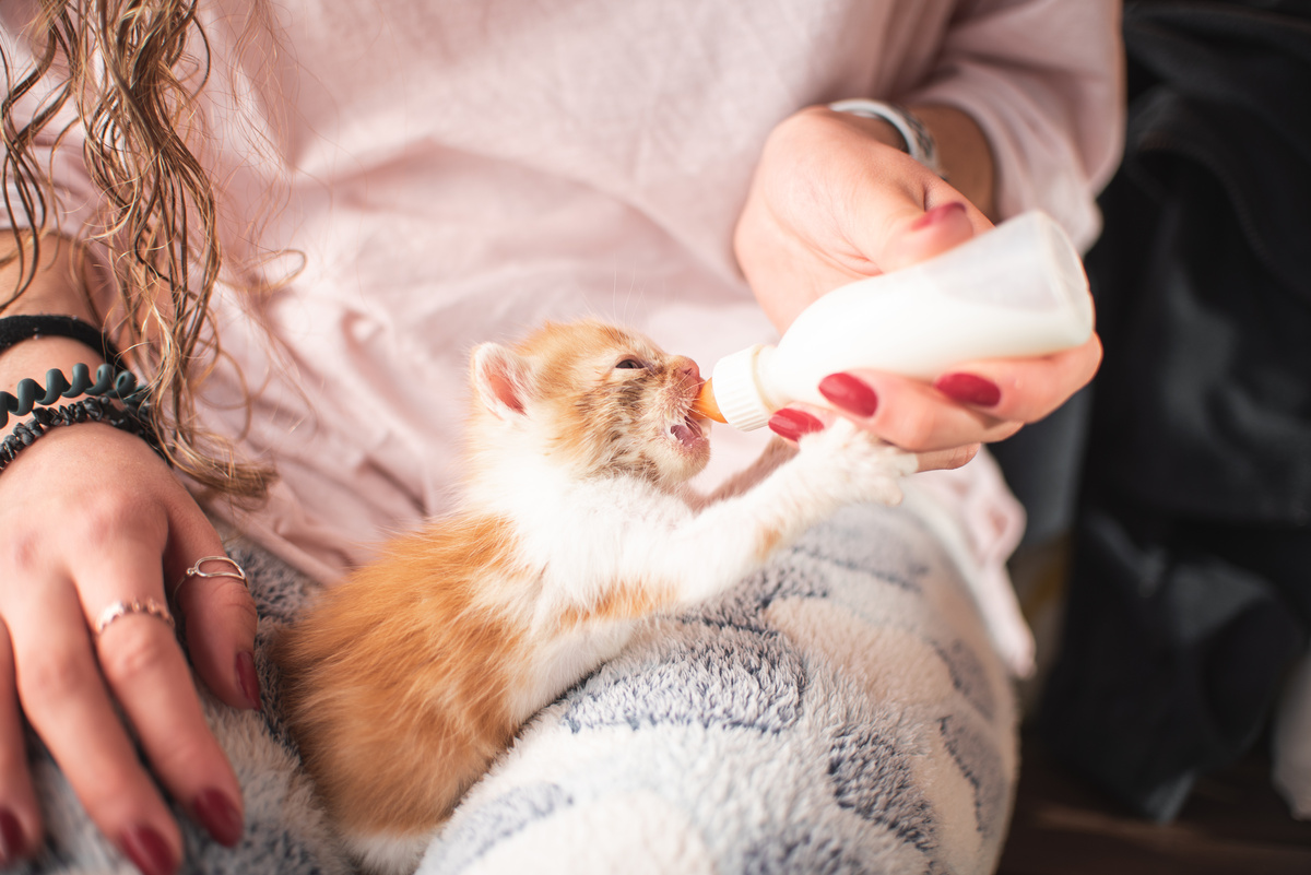 Gato filhote mamando leite na mamadeira