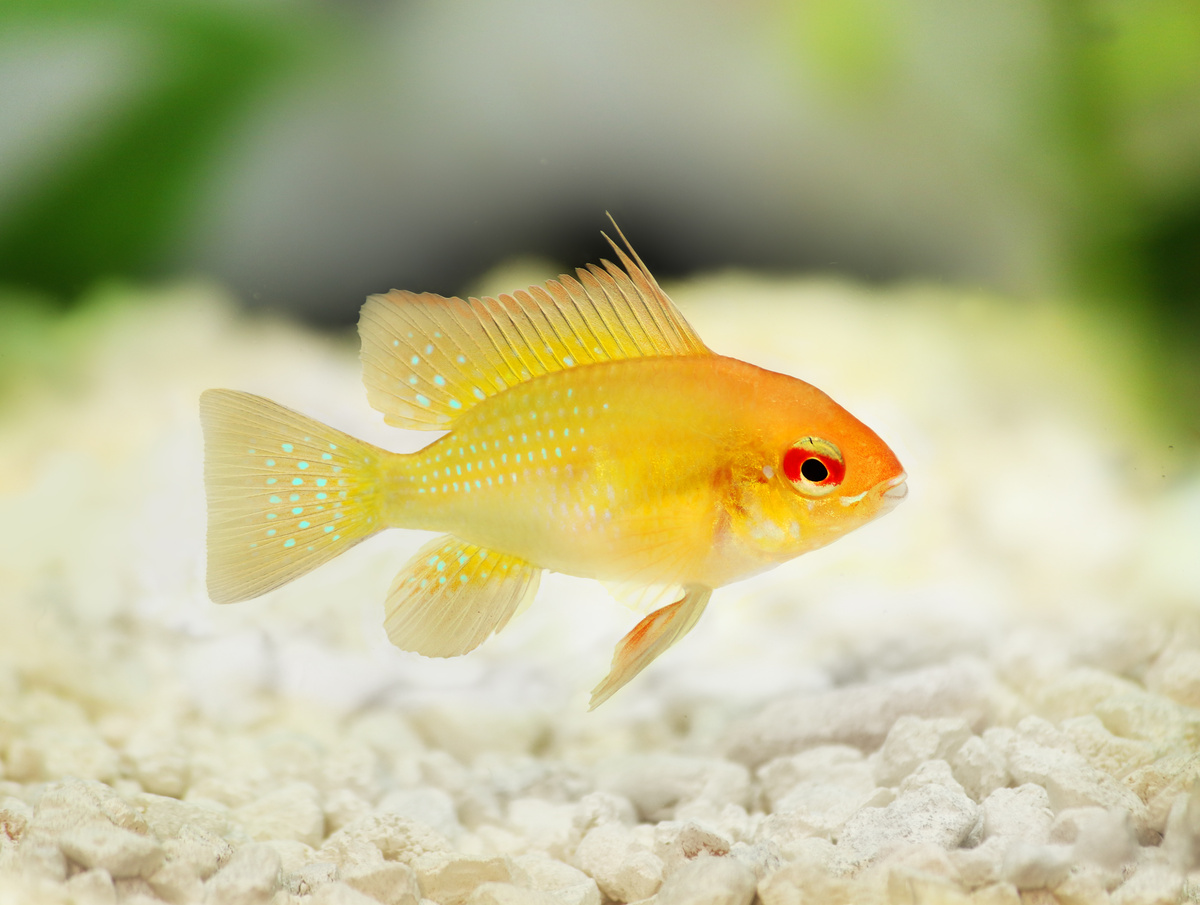 Peixe ramirezi ouro em aquário com fundo de pedras brancas