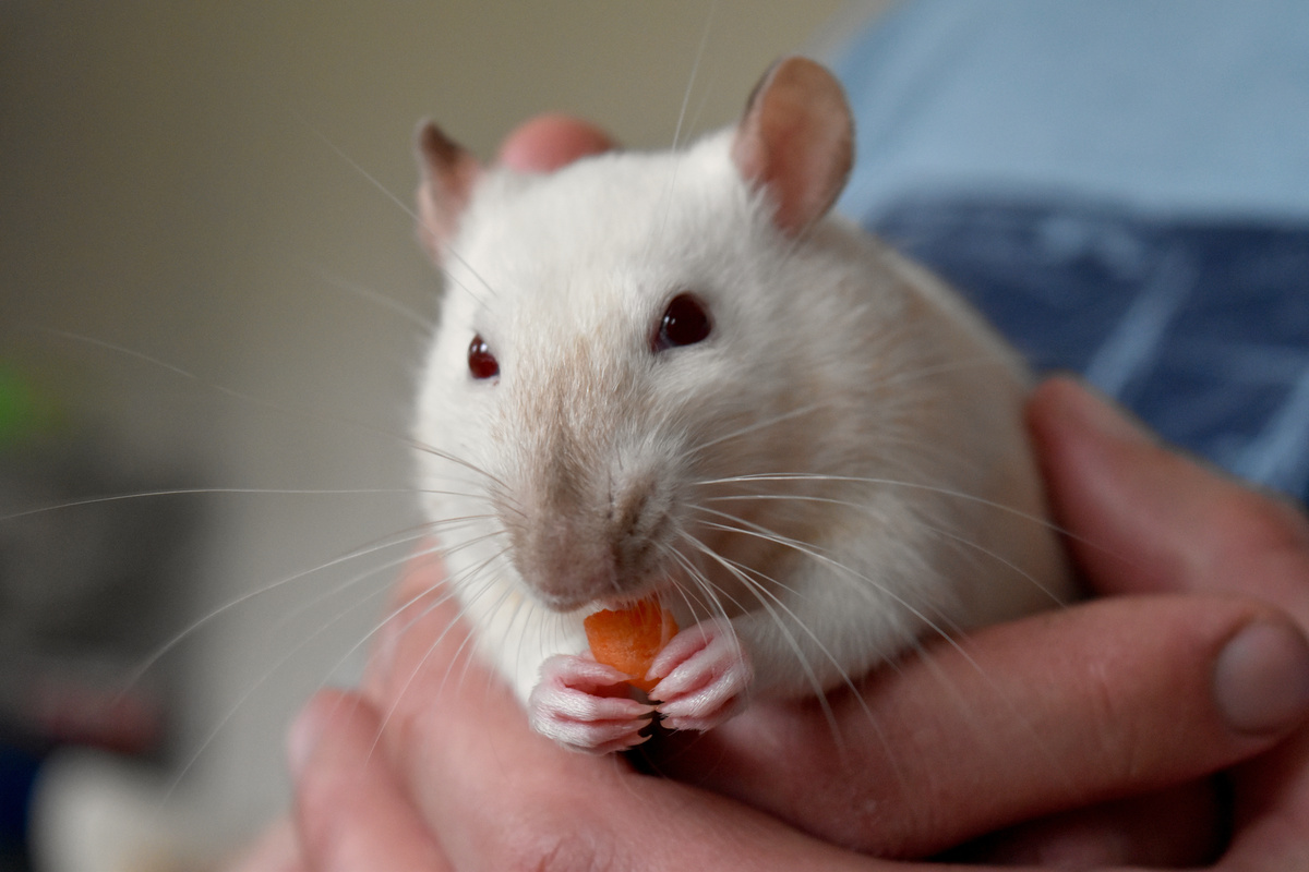 Mão segurando rato twister branco comendo