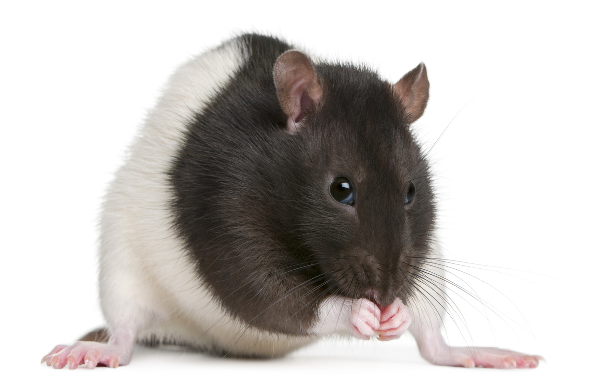 Rato twister marrom com branco