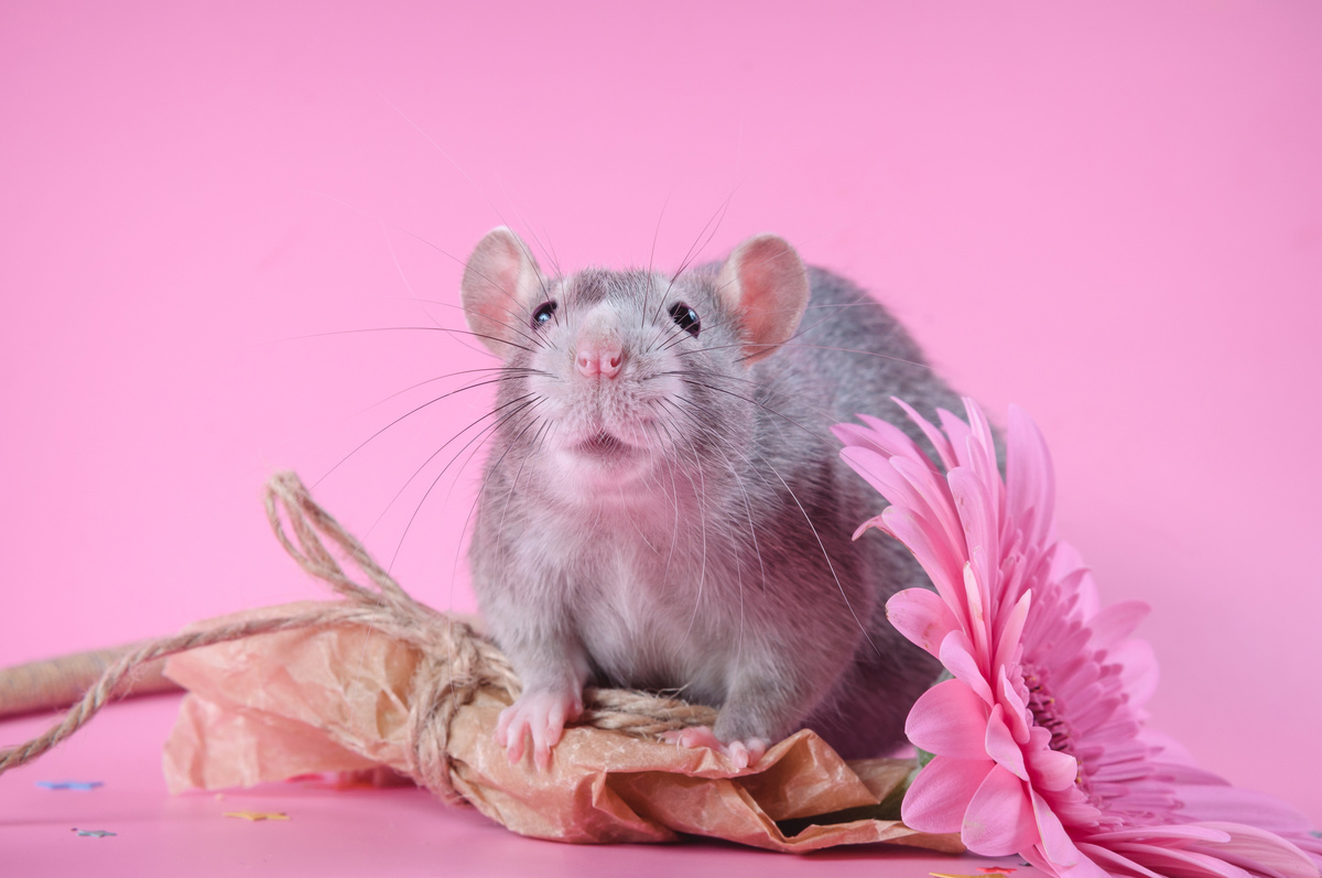Rato twister cinza com flor e fundo rosa