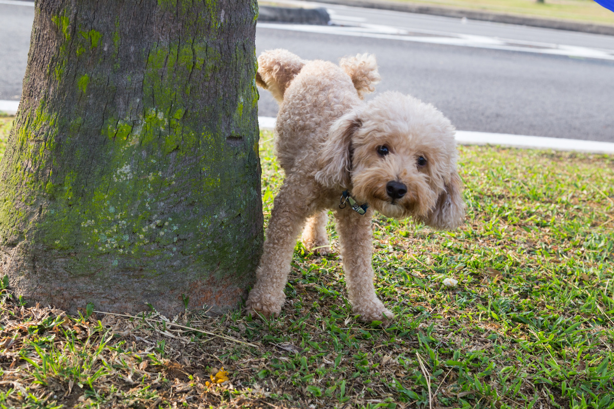 Cachorro poodle fazendo xixi na árvore