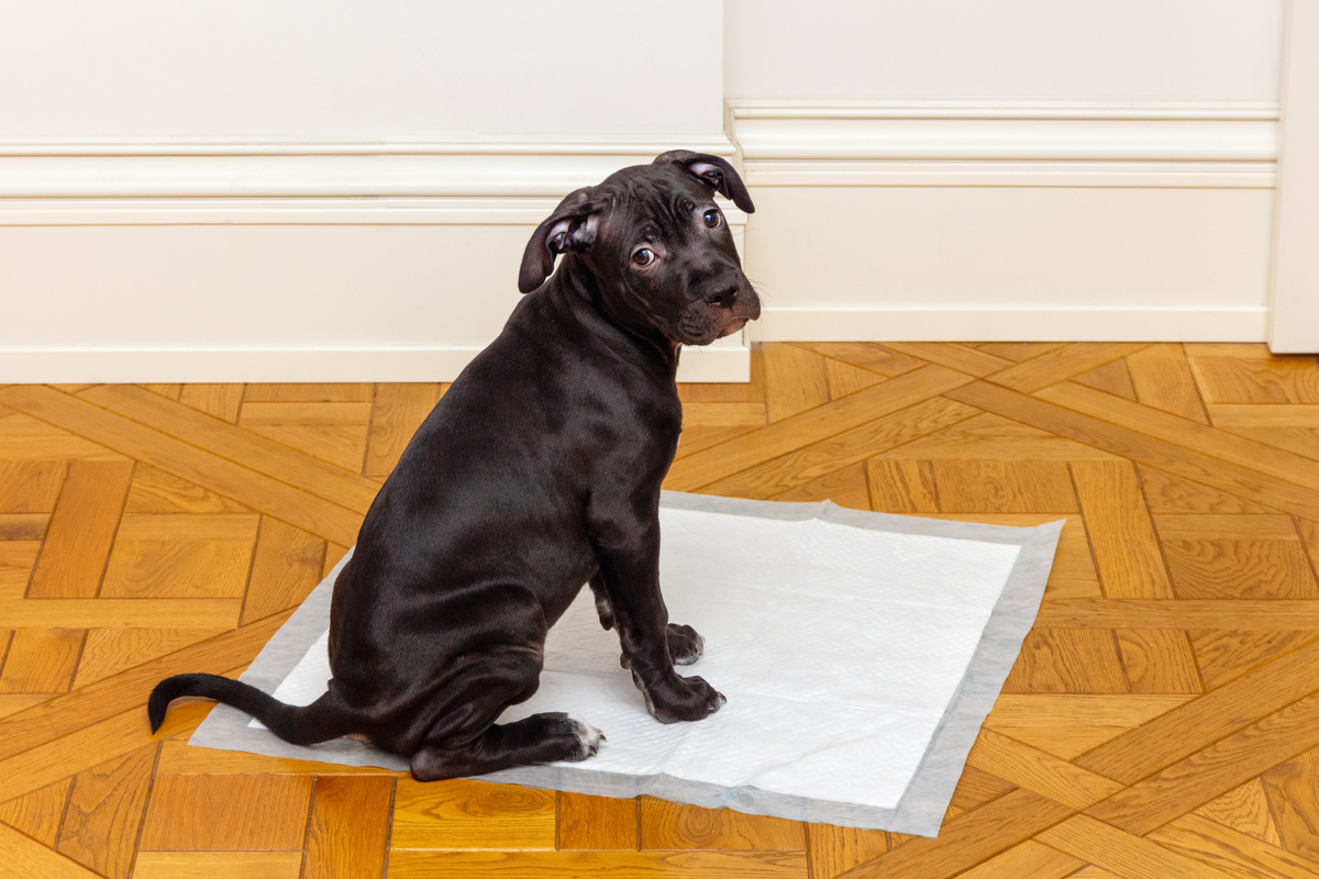 Cachorro preto sentado no tapete higiênico olhando para a câmera