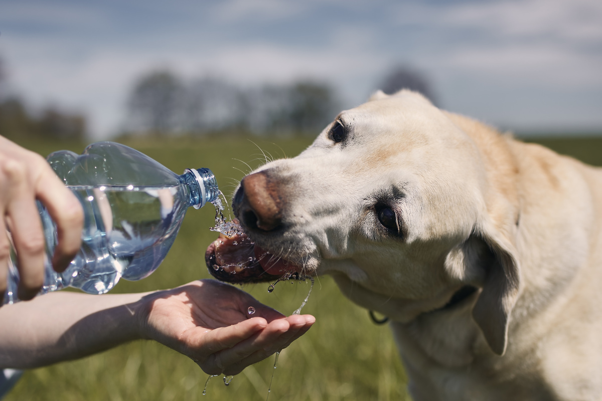 Pessoa dando água mineral para um cachorro