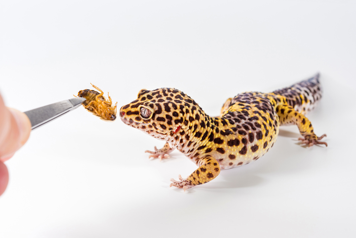 Gecko leopardo sendo alimentado