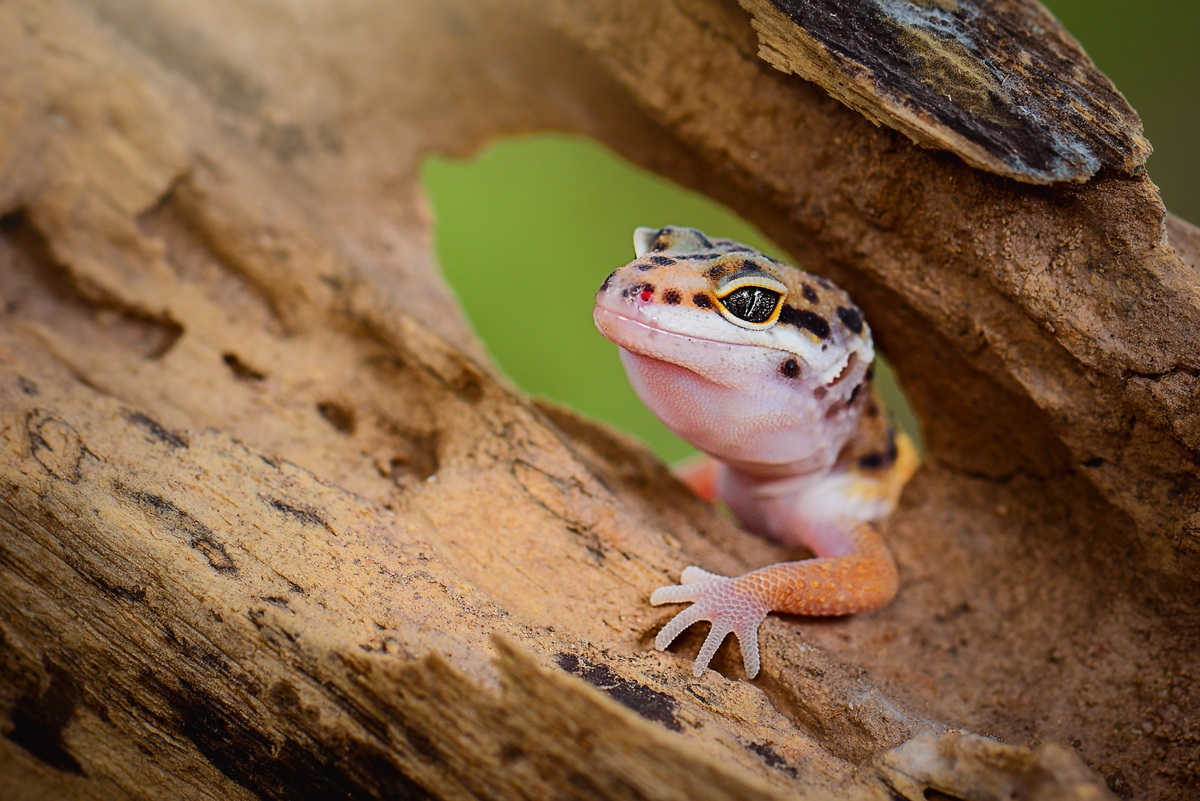 Gecko leopardo em tronco