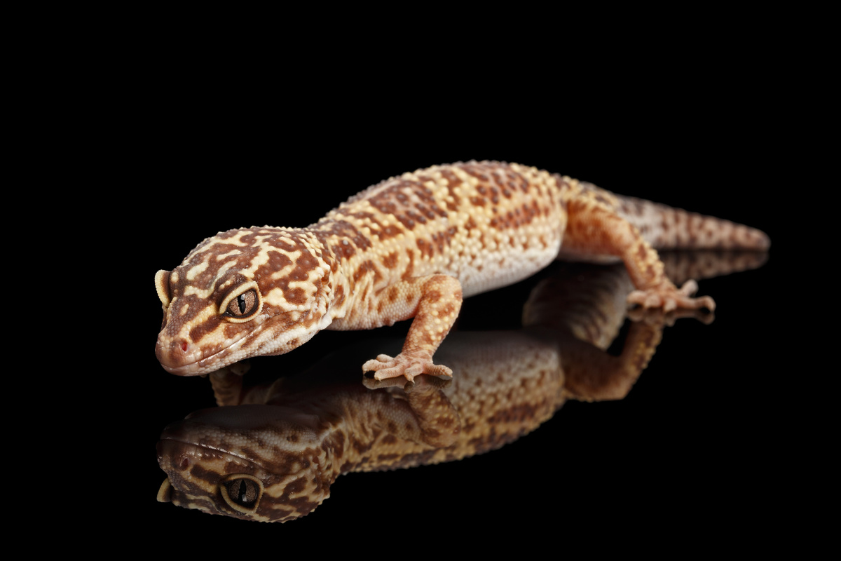 Foto de Gecko Bell Albino em fundo preto