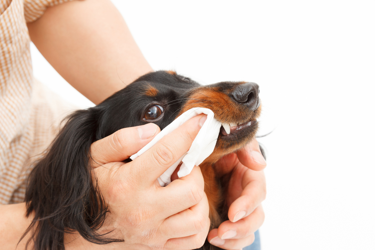 Pessoa limpando a boca do cachorro