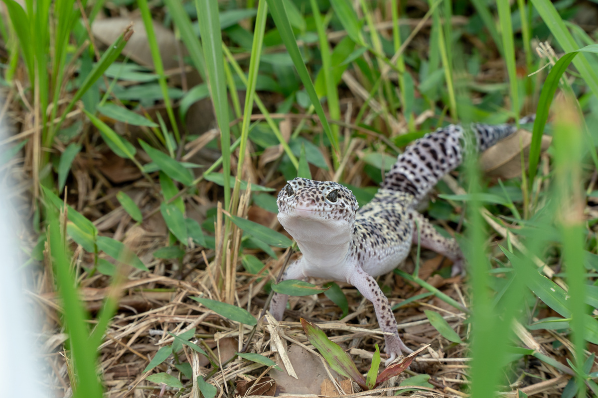 Leopard Gecko Mack Snow