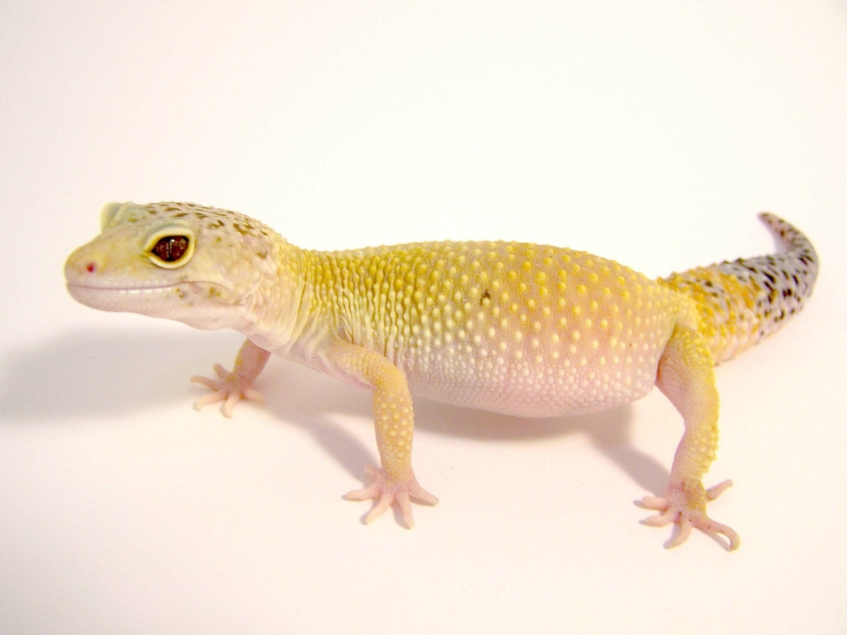 Gecko cauda de cenoura